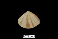 藏品(花蛤)的圖片